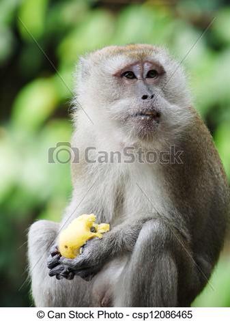 MattBurley21's tweet photo. @_JordanCooper_ Monkey eating a pear. http://t.co/N55hA7VSuz