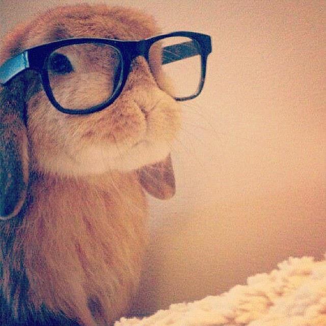 Apollus13's tweet photo. If I could be a rabbit, this would definitely be me! <3 #CutestSelfieEver #SmartRabbit http://t.co/nzqhdGEkvy