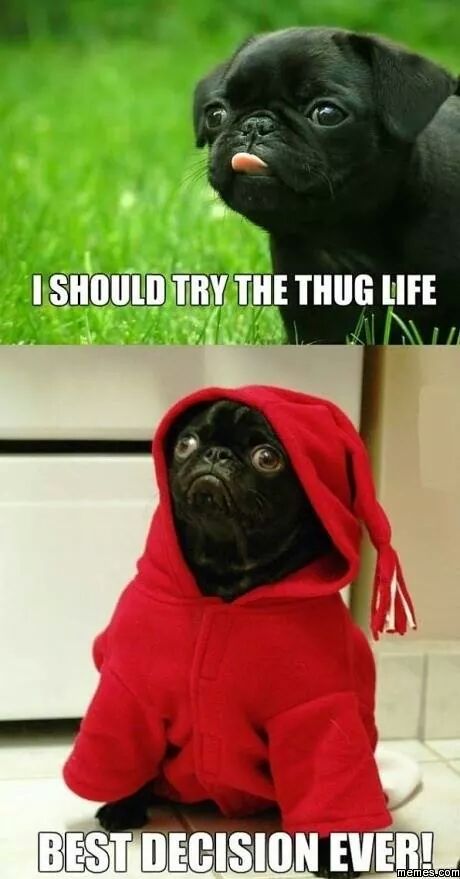 joey_abs's tweet photo. @MichaelJKincaid silly Meerkat http://t.co/gOYg4oho8l