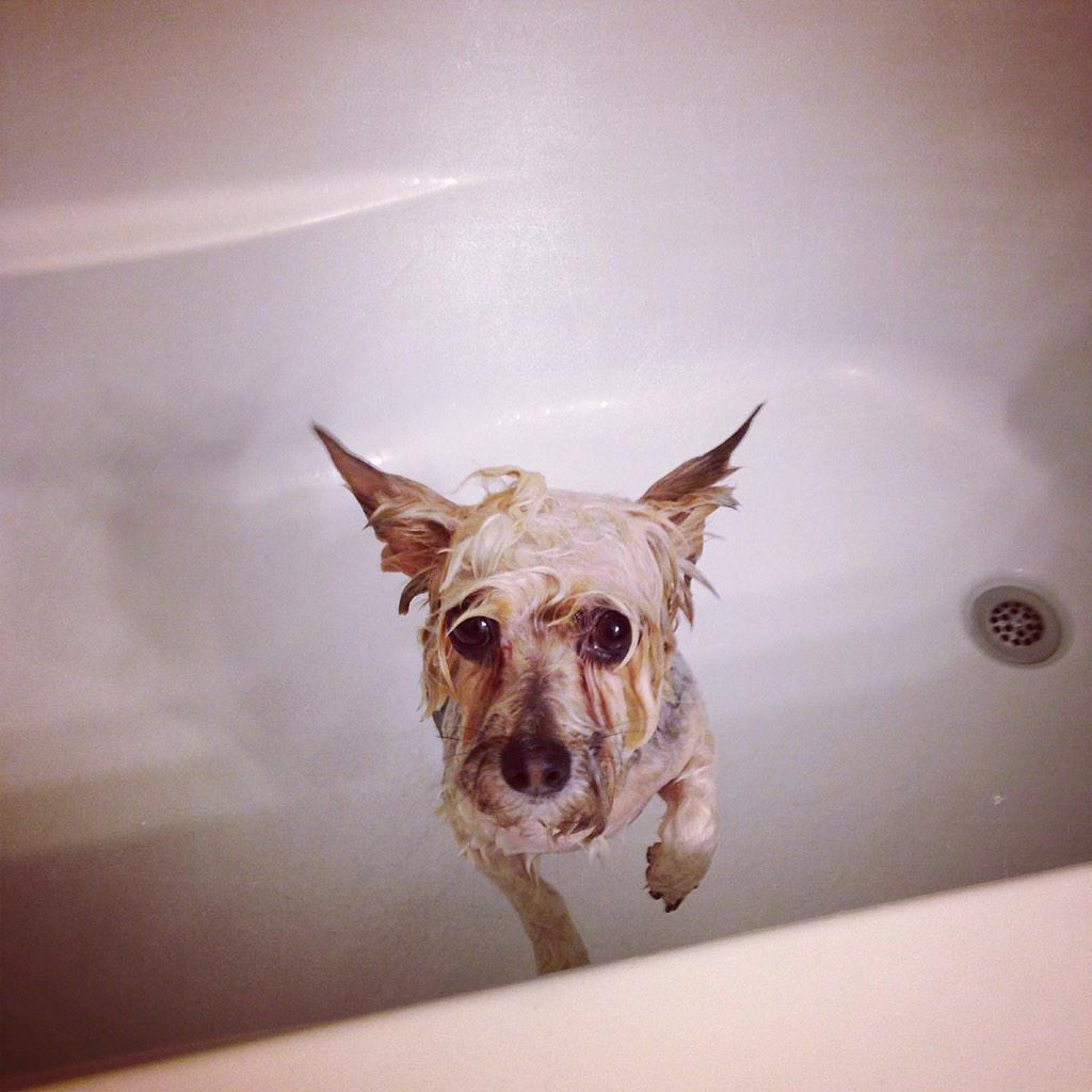 sfmaggiemae's tweet photo. Mommy says sometimes she's not sure if she adopted a dog or a rat. HOW RUDE. #ImSoCute #BathTime #NoRespect http://t.co/pCCIwsnBHX