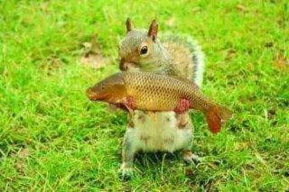 Dale Hollow Carp Adventures Rx (@carpoholic1) on Twitter photo 