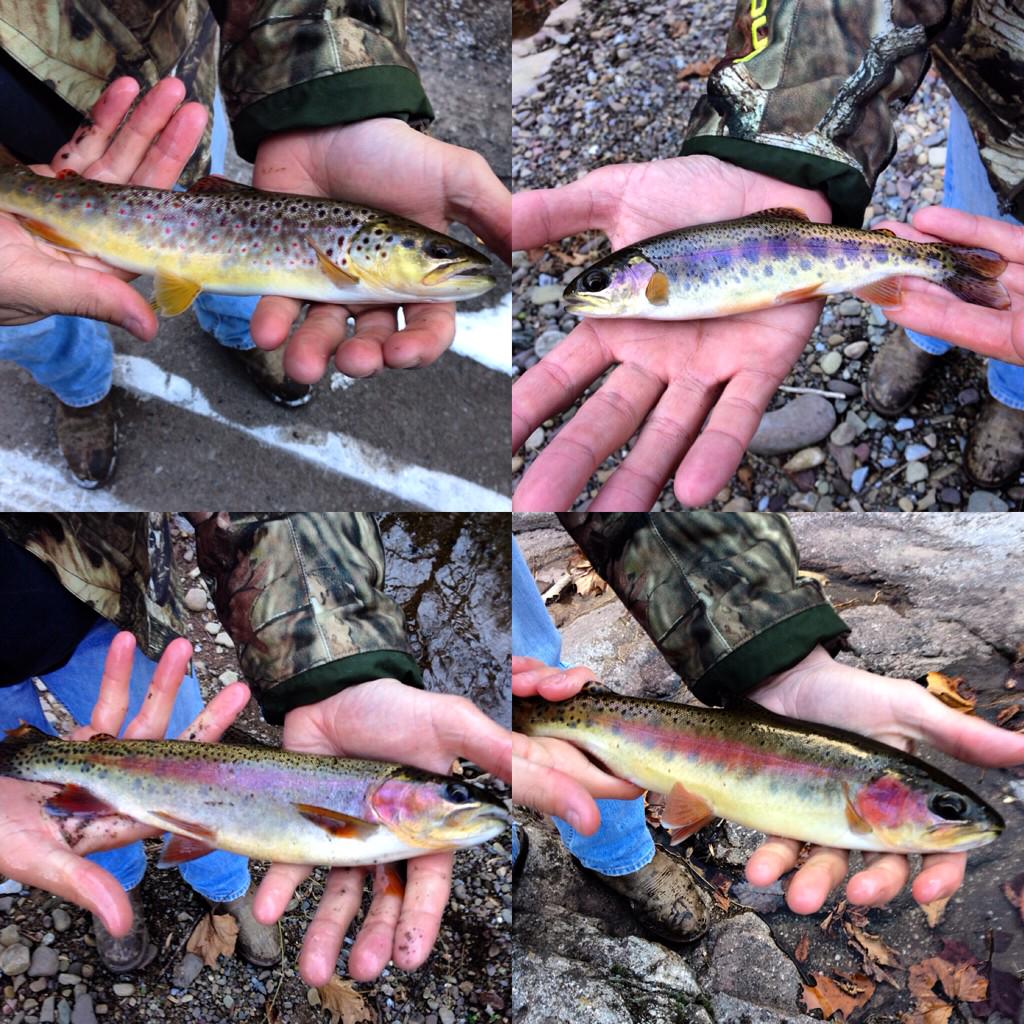 _johnkoon's tweet photo. @FRCcrew like these wild trout I caught up in the mountains last week? #wildbrown #wildrainbows http://t.co/A5oIM035H2