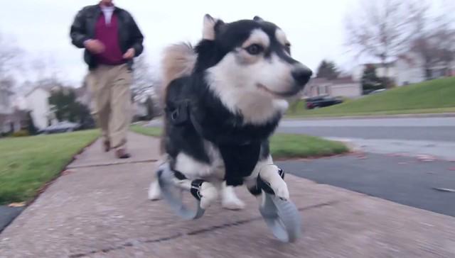 dodo's tweet photo. Prepare your heart: a dog runs for the first time thanks to his new 3-D printed legs http://t.co/U186cl6qg4 http://t.co/v3sQToaMGZ