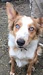 j_rocafuerte's tweet photo. Im #Blitzen 1 of the last 10 of OVER 271 #WelshPoundDogs SAVED from PTS in 2014 on #WelshPoundTrips THX U ALL DONORS http://t.co/sAf02Xod8P