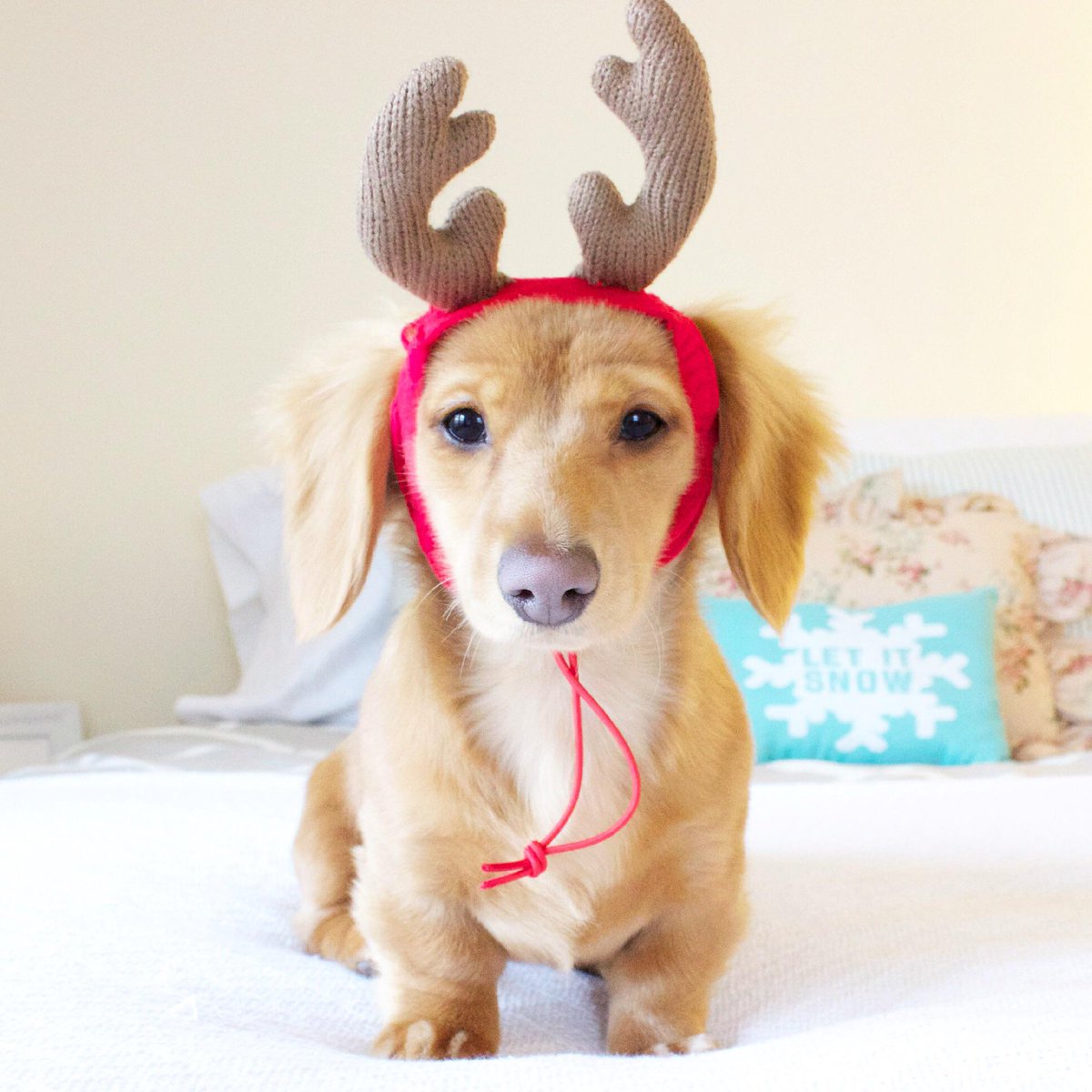 Start_no's tweet photo. han har pynta seg til jul! http://t.co/QvlKd8usmc