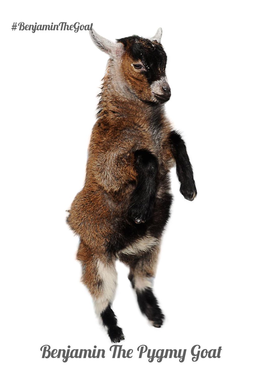 benjaminthegoat's tweet photo. Re 'bleet' if you <3 my new photos. I combed my hair especially to look tidy and smart #benjaminthegoat http://t.co/FvWCJOHHkA