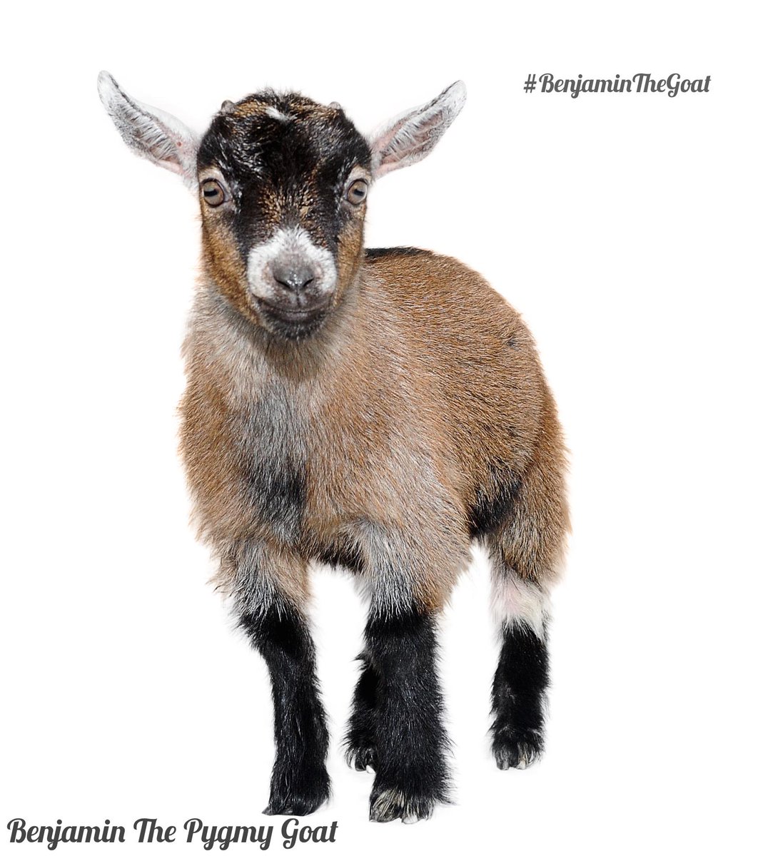 benjaminthegoat's tweet photo. Re 'bleet' if you <3 my new photos. I combed my hair especially to look tidy and smart #benjaminthegoat http://t.co/FvWCJOHHkA