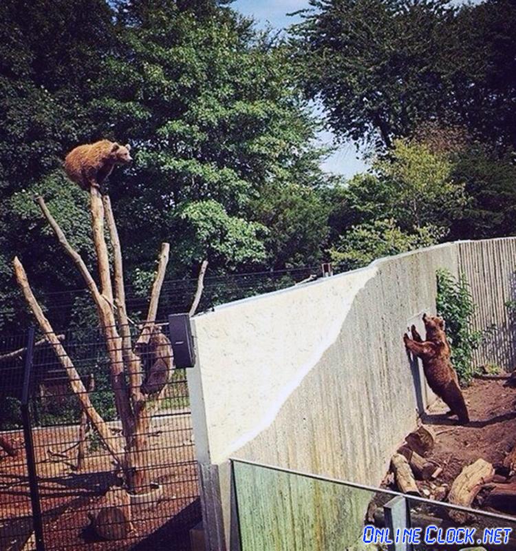 onlineclock's tweet photo. Long Distance Relationship... http://t.co/IJTgni6eFK #Relationships #Bears #Zoo #Comedy #LoL #Animals http://t.co/vqAfTrnA20