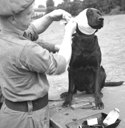 HistoryInPics's tweet photo. Patching up a wounded comrade, WWII http://t.co/PVechTi5yg