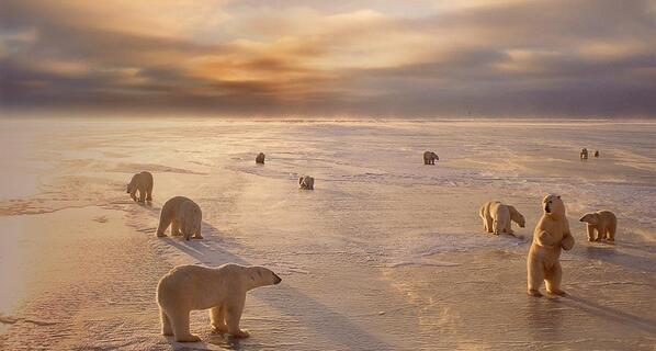 _Paisajes_'s tweet photo. Osos polares, Manitoba, Canadá http://t.co/wT45y7Kxyi