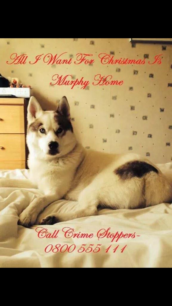 willywotsit73's tweet photo. Murphy is still not home. @findmurphyhusky #GetMurphyHome http://t.co/UJdFWmBNfW