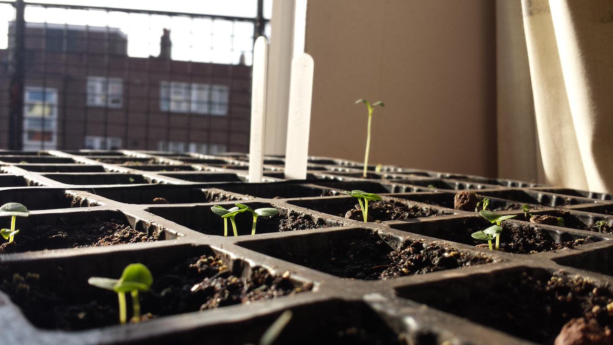 4thfloorfarming's tweet photo. The #Basil Brothers seem to be getting on quite well! They're only tiny but already brighten up the room #HomeGrown http://t.co/mcBMHS42xH