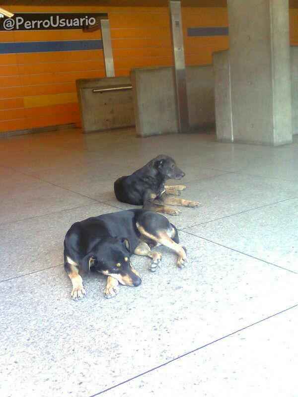 Tú puedes ser protagonista de un final feliz. Hay muchas formas de ayudar: adopta, esteriliza, atiende, alimenta o difunde