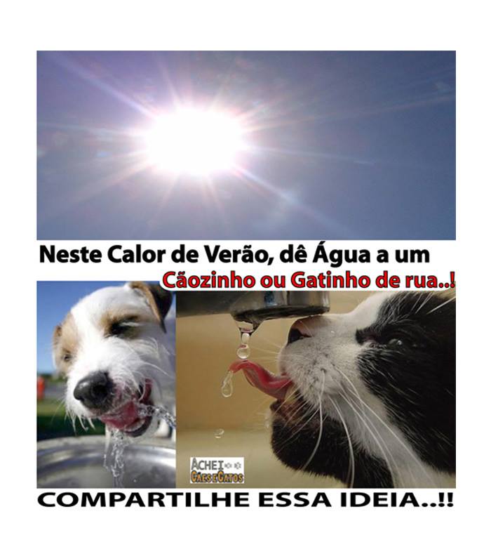 AcheiC's tweet photo. Ajude os #Animaisderua
Siga @AcheiC http://t.co/EBExcBAV1R