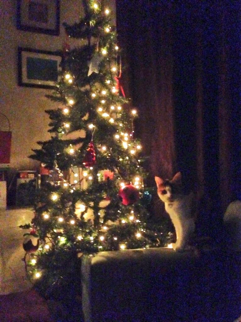 Happy Christmas you guys* #miaow 

*everyone but dogs