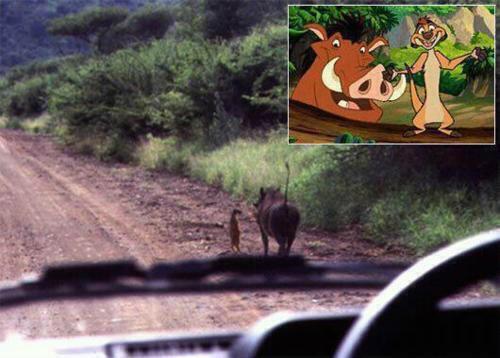 SonParecidos's tweet photo. !!!TIMON Y PUMBA EXISTEN!!! http://t.co/QTP0nMWyq9