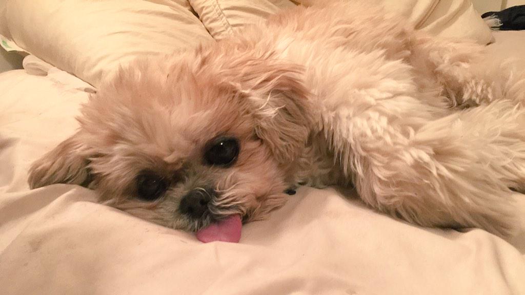 MarnieTheDog's tweet photo. Me rn http://t.co/5IXOGLQrY1