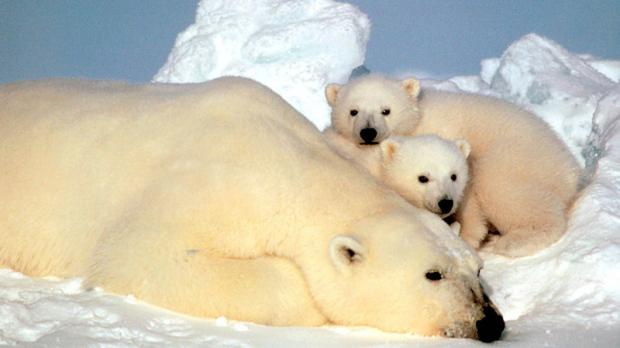 TheDoubleOShow's tweet photo. Tranquillizing #polarbears doesn't hurt them? Says a study. What's your #opinion? http://t.co/r6Ja4CdbEi