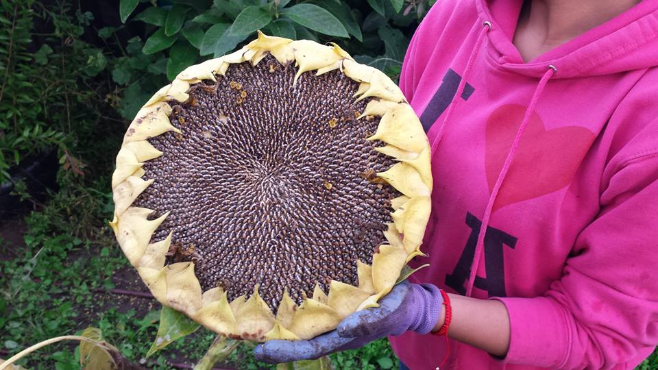 rootdownla's tweet photo. Yesterday @ WeCan taking out the seeds from sunflowers #urbanfarming #RootDownLA #SouthLA #FoodInTheHood #Harvesting http://t.co/QRjnzd8xEn