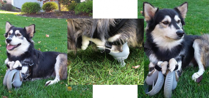 3DPrintingFans's tweet photo. 3D Printed Prosthetic Legs Give Derby the Dog Full Mobility &amp; New Lease on Life - http://t.co/HDSOEEMGyA http://t.co/osjTr0r3WA