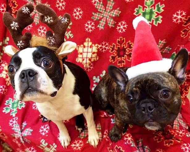 Ahhhhhhhhhhhh .... Look at these adorable holiday pet photos. kiro.tv/1z5AxZk #seattle