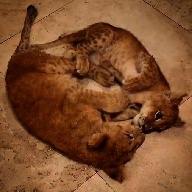 cecileccl's tweet image. Juste besoin de voire un câlin de #Labai et #Babybeverly..... @JaguarAndTiger