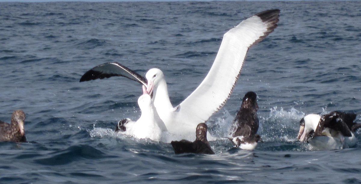 WWKaikoura's tweet image. One of my fav birds - the wandering #albatross. Such a beautiful wingspan. #kaikoura #marinebird mecca