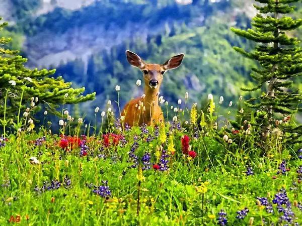9944Farah's tweet photo. @NadawiT1 @FADI_Z2015 @HernaniL @alondelon @Nichola31521183 @fabryfalco3 @WaldemarKu @Frietanker #HelloDearNeighbour http://t.co/qk21KkNkQj