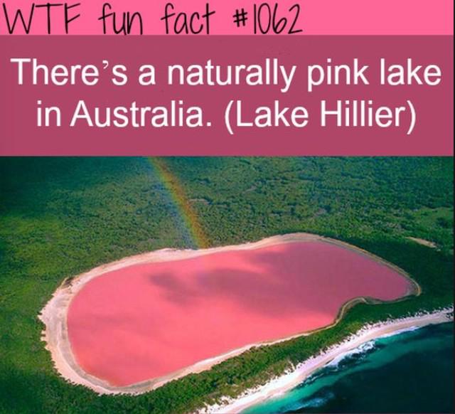 WEIRDEST FACTS (@the_lost_facts) on Twitter photo 
