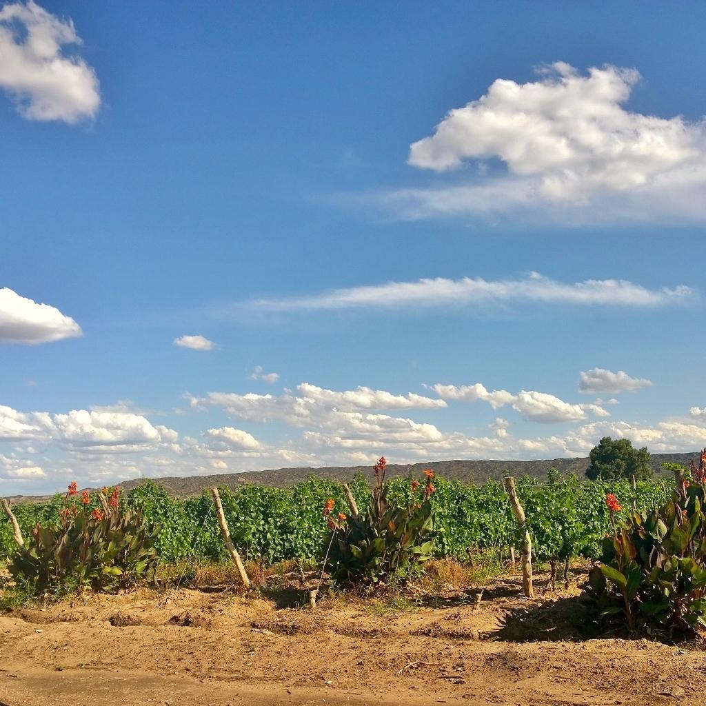 Emilce1972's tweet image. #Mendoza #lunlunta