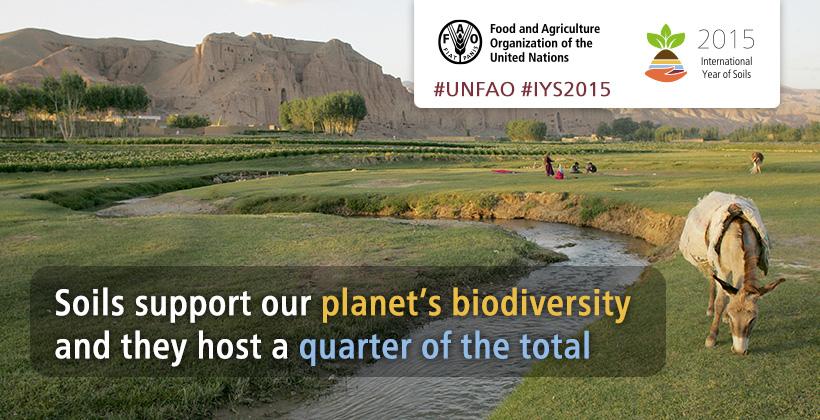 FAO Knowledge tweet media