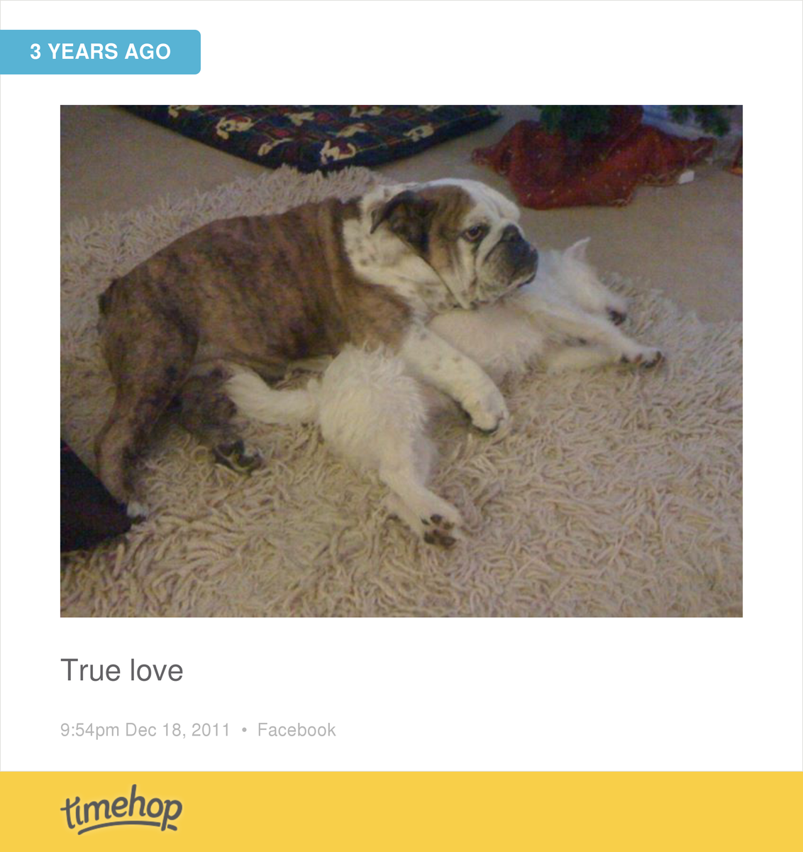 Aaaah our poor old boy Bisto.  timehop.com/c/fup:10150524…