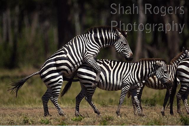 TheDailyZebra tweet picture