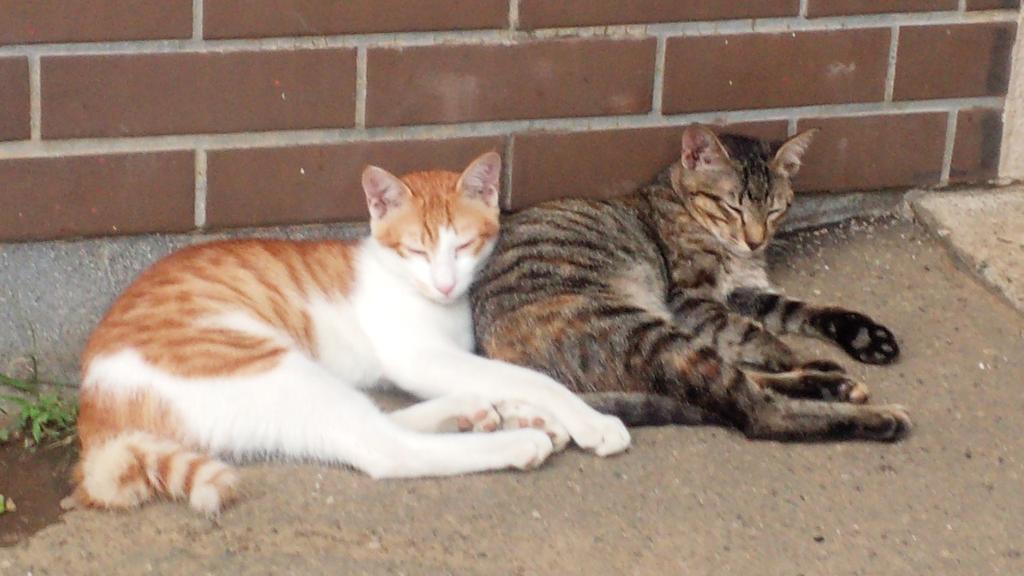 野良ネコ ミーの家族 5uexded Twitter