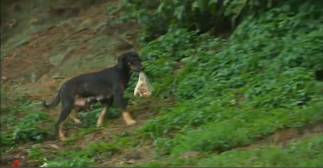 Embedded image permalink