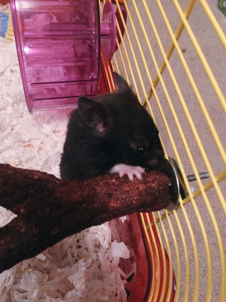 nevets_91's tweet photo. For a rodent, Mona is kind of adorable. #fancyhamster http://t.co/jl9LiGIUJo