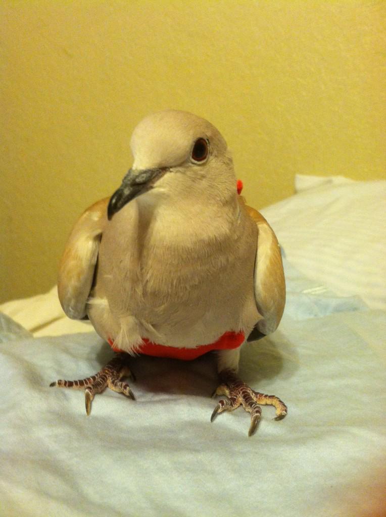 TroubleCoolio's tweet photo. Grounded cloaca. NO POON 4 U GIN! #cockblocked #jk #eggMaker http://t.co/P32ZzX63Qn