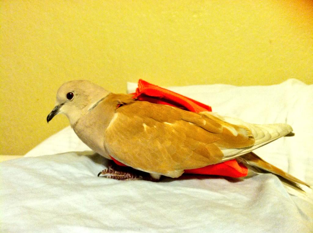 TroubleCoolio's tweet photo. Grounded cloaca. NO POON 4 U GIN! #cockblocked #jk #eggMaker http://t.co/P32ZzX63Qn