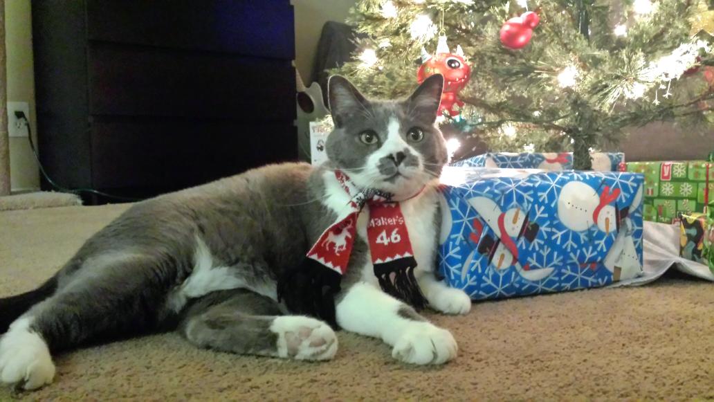 nicka_wicka's tweet photo. @MakersMark not too sure if fat cat Cupid appreciates the scarf http://t.co/LW4ihU9lBt