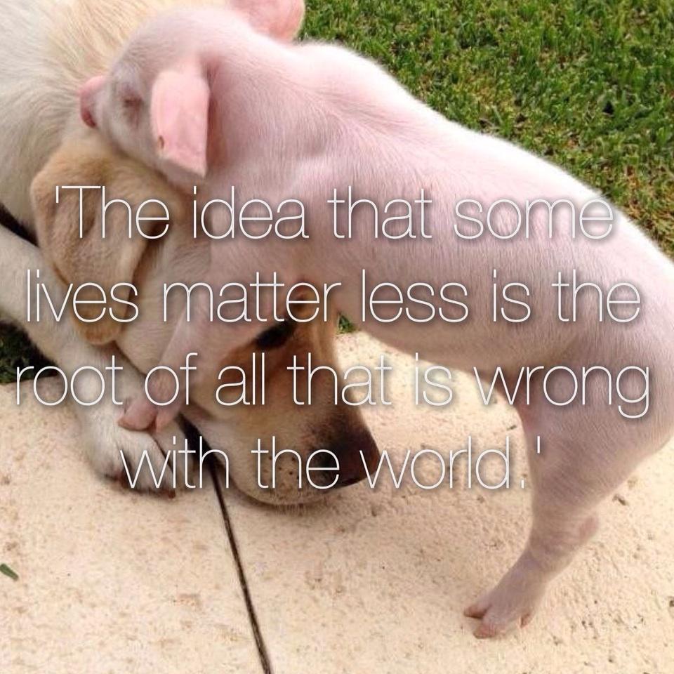 TheresaJoy_'s tweet photo. When U understand why we don't eat cats &amp; dogs U should also understand why we shouldn't eat other animals http://t.co/b5laMnMuvq