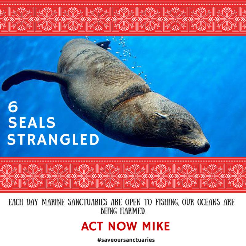 On the 6th day of Christmas, NSW gave to me, entangling fishing line in out marine sanctuaries. #saveoursanctuaries