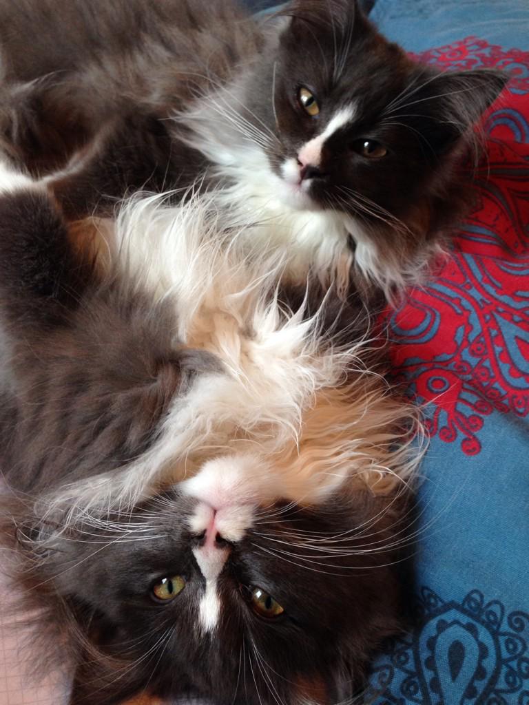 PinaFerreiro's tweet photo. ❤️🐾❤️@Sonnenfeder @bullymops4 @Huskypeterle @kochdoro @guckma60 @tilmorrow @jenssteenken @AngelaPlanert @siggivoelkl http://t.co/34toxCoH39
