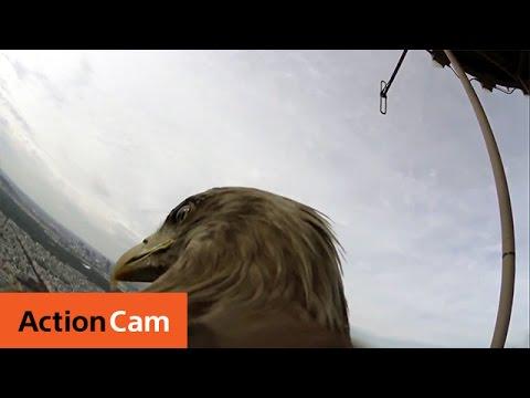 HillbillyTimes's tweet photo. Watch This ... #ActionCamMini #JacquesOlivierTravers #ParisSony #WhitetailedEagle http://t.co/uRek3W2Frl http://t.co/XV2NalXB60