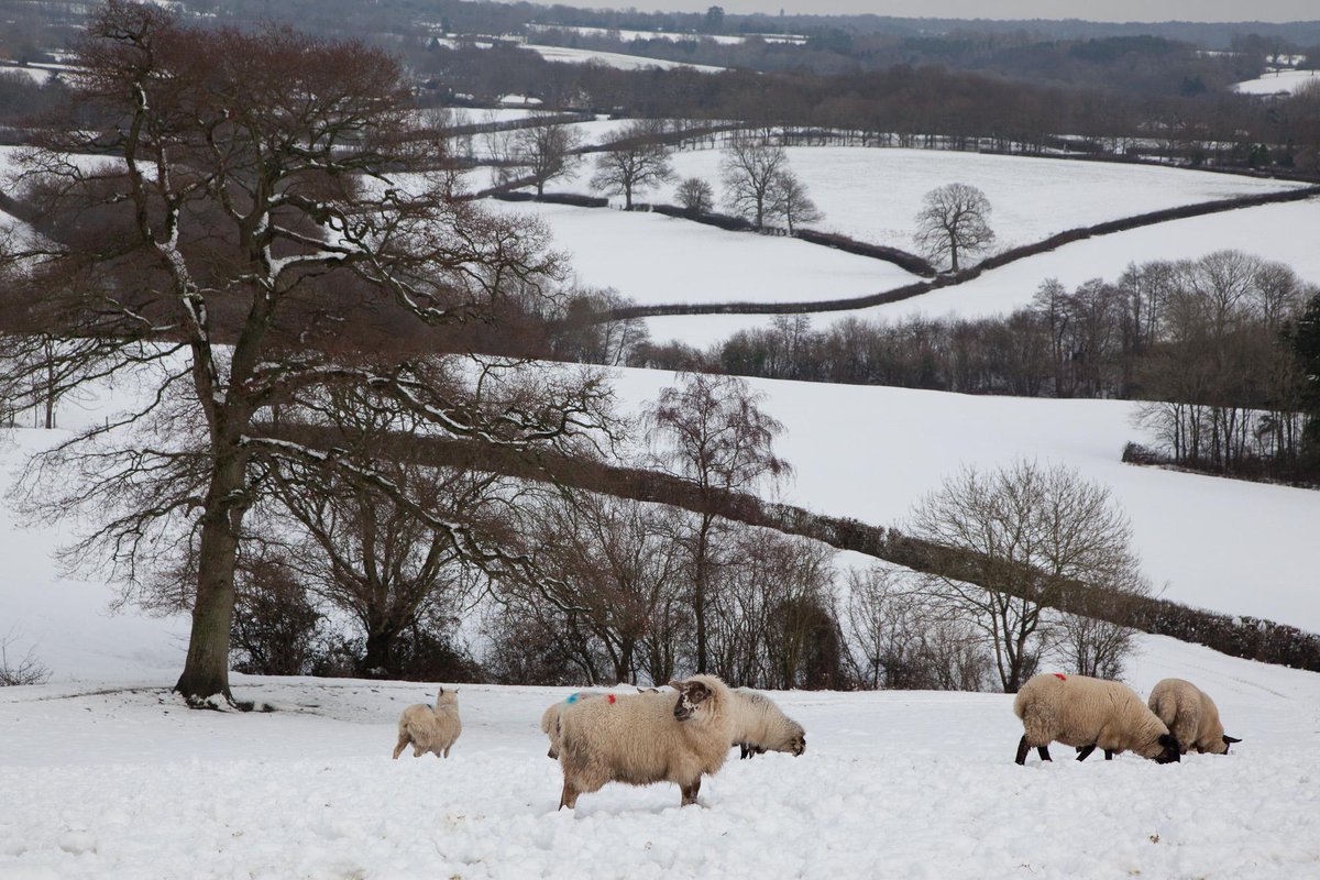 HighWealdNL's tweet photo. Enjoy a wintry walk in the High Weald countryside. #RealWinterWonderland #LandscapesForLife http://t.co/1JfWkOcj4e