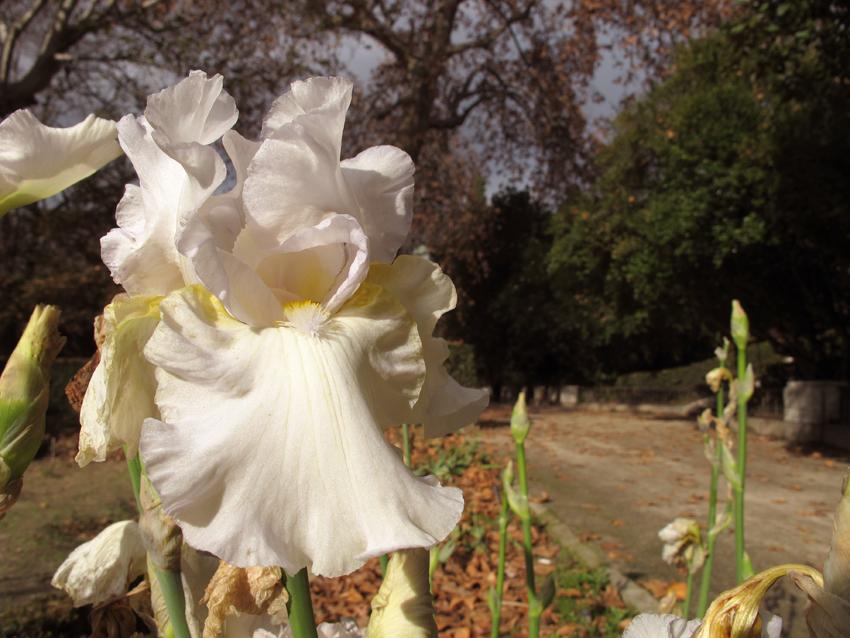 RJBOTANICO's tweet photo. Lirio florido, canción de invierno. (iris 'Petersburg') http://t.co/AqgaygQi7l