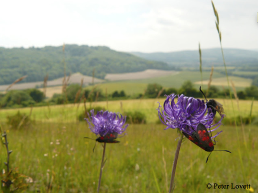 Tree News tweet media