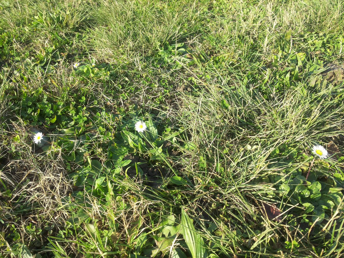 AgneSeba's tweet image. et voilà.....le famose #pratolinediNatale!
live @LaGhirada