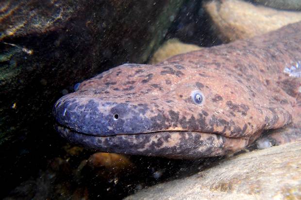 ElenaRoseee's tweet photo. London Zoo gets a new star... a giant Chinese Salamander called Professor Wu http://t.co/5pHwuywjDh http://t.co/0hmkTkgHXI