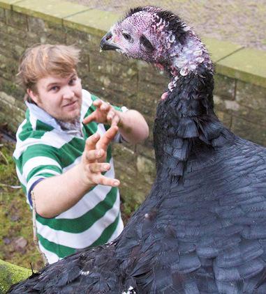 Real-life Chicken Run: Turkey destined for Christmas dinner table tells farmer to get stuffed mirr.im/1AhNbDG