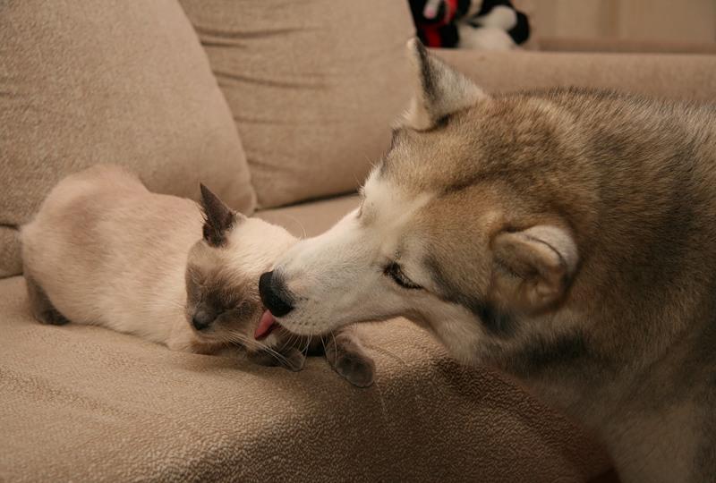 Кошка хаски порода. Хаски и кот том 1. Хаски и кот том 1. Три собаки. Хаски которую воспитали кошки.